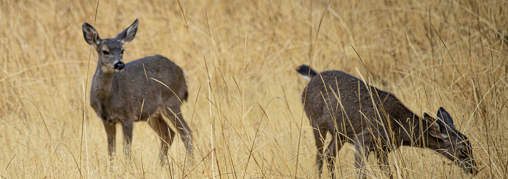 Wildlife